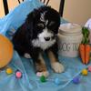 Bernedoodle Puppies