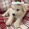 German Shepherd/ Great Pyrenees/ Puppies