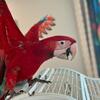 Handfed Greenwing Macaw Baby