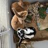 Mini Rex Bunnies