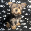 Yorkie Pup good bloodline AKC papers last one