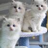 Ragdoll Kittens Ready For New Homes
