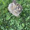 Lionhead Rabbit $30 