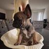 Beautiful CKC French Bulldog call # 9802262523