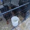 Rottweiler female 13 months old