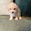 Maltipoo Girl Puppy