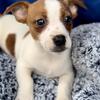 Jack Russell 