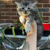TICA Registered Maine Coon Kittens 