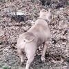 2 yr old American Bully (Remi)