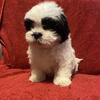 Shih Tzu puppies 