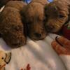 Goldendoodle puppies f1b