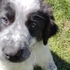 English Shepherd x Great Pyrenees pups