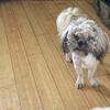 Male Shih Apso w/ liver traits 