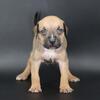 Spartacus - XL American Bully - Male