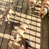 5 female American bully pups ready for rehoming 