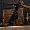 Doberman Pinscher puppies 10 weeks