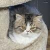 Persian Patched Tabby & white, Male kitten 
