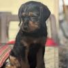 Rottweiler / Miniature Poodle Puppies