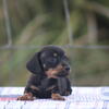 AKC miniature dachshunds