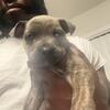 Rehoming Cane Corso Male