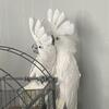 Cockatoo pair for sale