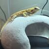2 year old bearded dragon