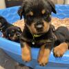 Rottweiler pups
