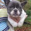 French bulldog male