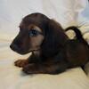 Dachshund AKC Mini Puppies 