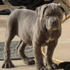 Cane Corso pup 
