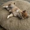 Shiba Inu Puppies