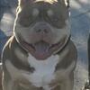 XL American Bully Stud 