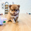 Pomeranian Puppy Female 