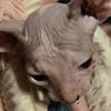 Sphynx 