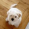 Maltese puppy
