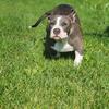 Pocket American Bully 4 months!