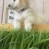 Akc golden retrievers 