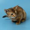 4 months old female Abyssinian kitten