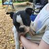 Boston Terrier Puppies (Tarboro, NC)