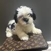 Male and female  Shih Tzu ready now 