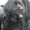 Newfoundland female AKC/CKC for sale