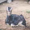"TsuNami" ADGA Purebred Lamancha Dairy Goat Doe