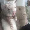 Ferrets for Rehoming