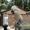 Female Moluccan Cockatoo