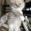 Ragdoll kittens 3 males available TICA registered 