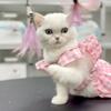 Vanessa Purebred British Kittens – Health Guaranteed – Ready Now