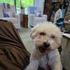 Adorable 5 year Teddy Bear dog