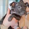 American Staffy mix puppies
