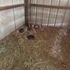 4 mini piglets looking for a new home 