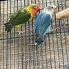 Baby Lovebirds Available 